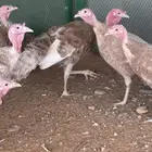 رومي