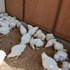 للبيع صوص دجاج لاحم