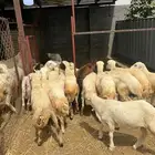خرفان تربية وذبائح بلدي