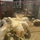خرفان ذبائح بلدي 5
