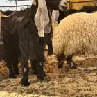 معزا عوراض طيبه كله من امراح واحد وسليمه العذاريب
