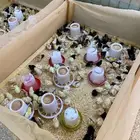صوص دجاج عربي اصيل ( ترثه )