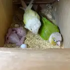 جوز كنيور بروخه