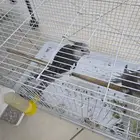ببغاء
