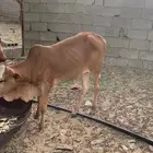 حسيل عمره 5 اشهر