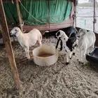 الخفن الثي حربت