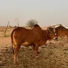 ثور للبيع