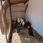 للبيع دجاج بياض مع ديك