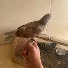فروخ حمام للبيع اليفه