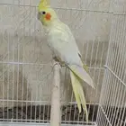 ببغاء كروان كوكتيل الاحساء المبرز