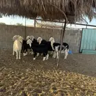للبيع طليان نجد