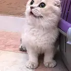 انثى فولد بيور