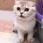 انثى فولد بيور