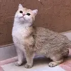 انثى قولد ستريت