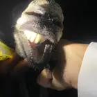 فحل صنف معرف وسلاله مميزه مع بعض انتاجه