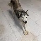 هاسكي للبيع مستعجل