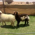 طليان نعيم