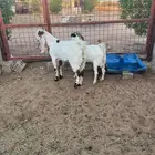 تيوس مطورة للبيع