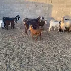 معزا ولد طيبه