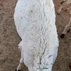 خروف سواكني