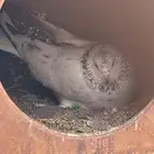 جوز باكستاني