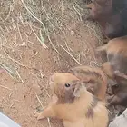 وبر بلدي للبيع