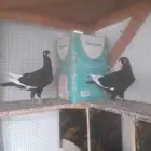 فروخ حمام شامي