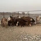 ذبايح سواكن حمري مرابي سمان مقفلة