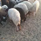 نعاج نعيم ونجد العدد15