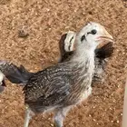 صوص دجاج عربي اصيل