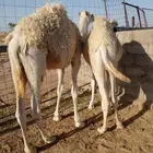 2 قعدان حشو طيبة جدا