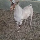 للبيع فحل عماني بيور