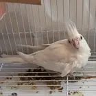 جوز كروان هولندي للبيع