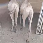 قعدان مرابي شي فاخر يبيض الوجه للمناسبات الزواج و الولائم