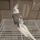كروان هاف بايد للبدل