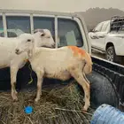 فرير وتيس