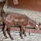 ماعز جنوبيه