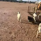تيوس تصلح فحول للبيع