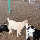تيوس قزمه