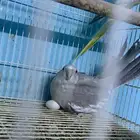 زوج كروان منتج