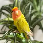 طير روز اليف