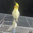 الغريف
