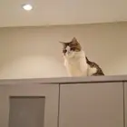 قطه للتبني بالقصيم