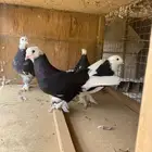 حمام تركي