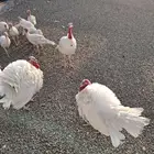 رومي العمر 5 شهور