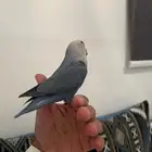 طير روز اليف