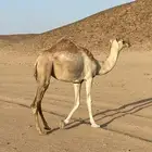 بكره طيبه