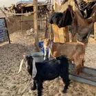 تيوس وعنز حليب تم البيع تم البيع