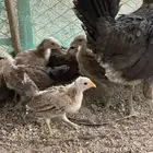 فروخ عربي للبيع