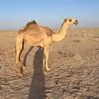 بكره حيسونيه